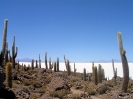 San Pedro to Uyuni -  Isla del pescado