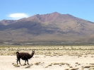 San Pedro to Uyuni - Lama