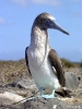 Galapagos - Blue Footed Boobie
