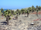 Galapagos - Cactusplanten