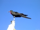 Galapagos - Fregatvogel in de mast