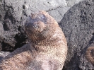 Galapagos - Jonge zeeleeuw