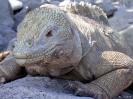 Galapagos - Landleguaan