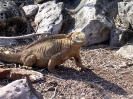 Galapagos - Landleguaan