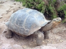 Galapagos - Landschildpad