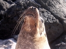 Galapagos - Mama zeeleeuw
