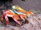 Galapagos - Sally lightfood krab