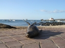 Galapagos - Zeeleeuwen in de haven van San Christobal