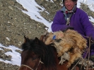 Mongolië - Schaapherder in Terelj national park