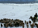 Mongolië - Schaapherder in Terelj national park