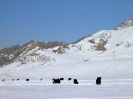 Mongolië - Terelj national park