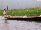 Inle Lake - Visser