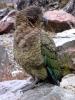 Arthur's Pass - Kea vogeltje