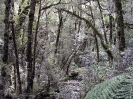Fiordland - Nieuw Zeelands regenwoud