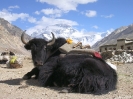 Lhasa naar Kathmandu - Yak bij Rongbuk