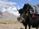Lhasa naar Kathmandu - Yak bij Rongbuk