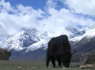 Zhongdian naar Lhasa - Yak bij Rawok Tso