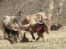 Zhongdian naar Lhasa - Yaks ploegen het land