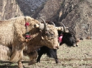 Zhongdian naar Lhasa - Yaks ploegen het land