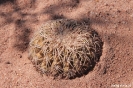 Quebrada de Cafayate - cactusje