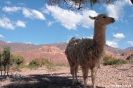 Quebrada de Cafayate