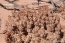 Quebrada de Cafayate