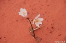 Uquia - Las Sinoritas - eenzaam bloempje in het zand