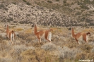 Bariloche - Guanaca's