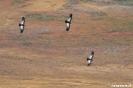 El chalten - Los Glacieres Nat. park - Condors