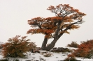 El chalten - Los Glacieres Nat. park - naar Fitz Roy