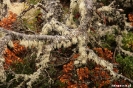 Ushuaia - Tierra del Fuego NP