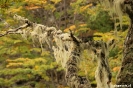 Ushuaia - Tierra del Fuego NP