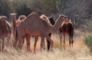 The Olgas - groepje kamelen