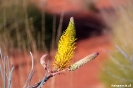 Uluru - woestijnbloempje