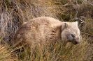 Cradle mountain - Wombat