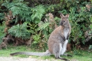 Freycinet Peninsula<br />- Walibi