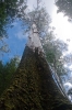 Mount Field - grote<br />bomen!