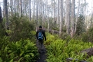 Mount Field - wandelen door het bos
