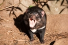 Tasmanian Devil!