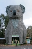 BIG Koala !