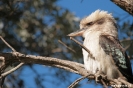 Cape Conran - Kookaburra