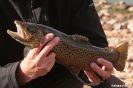 Grampians - Forel uit Lake Wartook