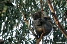 Great Ocean Road - Koala bij Kenneth River