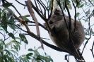 Great Ocean Road - Koala bij Kenneth River