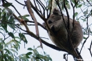 Great Ocean Road -<br />Koala bij Kenneth<br />River