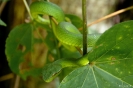 Bako National Park - groene slang (Waglers pit viper)