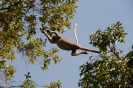 Bako National Park - JUMP!