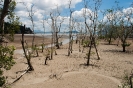 Bako National Park -<br />mangrove bij<br />laagwater
