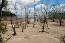 Bako National Park - mangrove bij laagwater