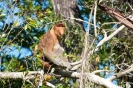 Bako National Park - Neusaap